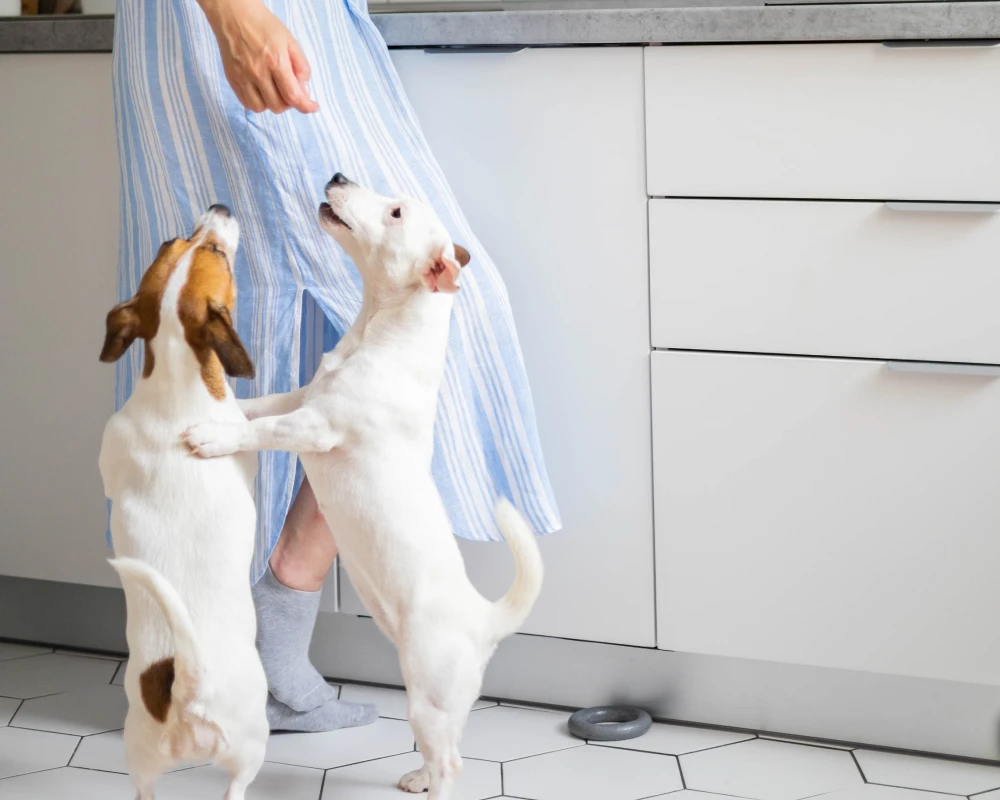 automatic dog feeder and water dispenser